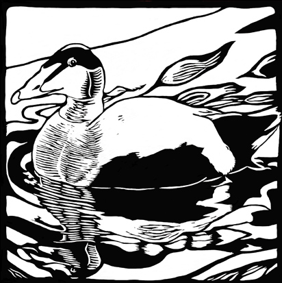 black and white eider duck
